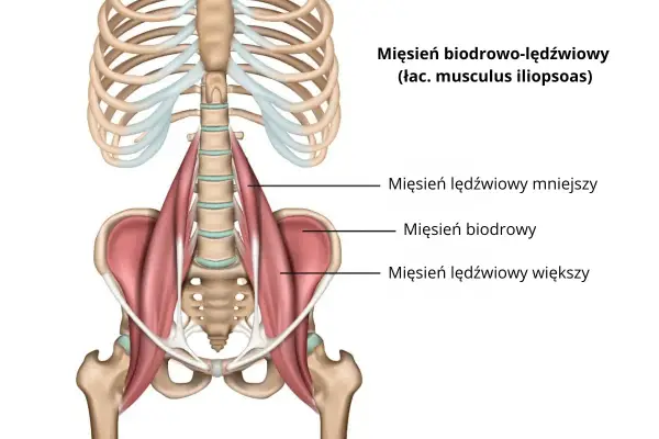 Ból biodra, pachwiny - biodrowo-lędźwiowy - leczenie i błędy
